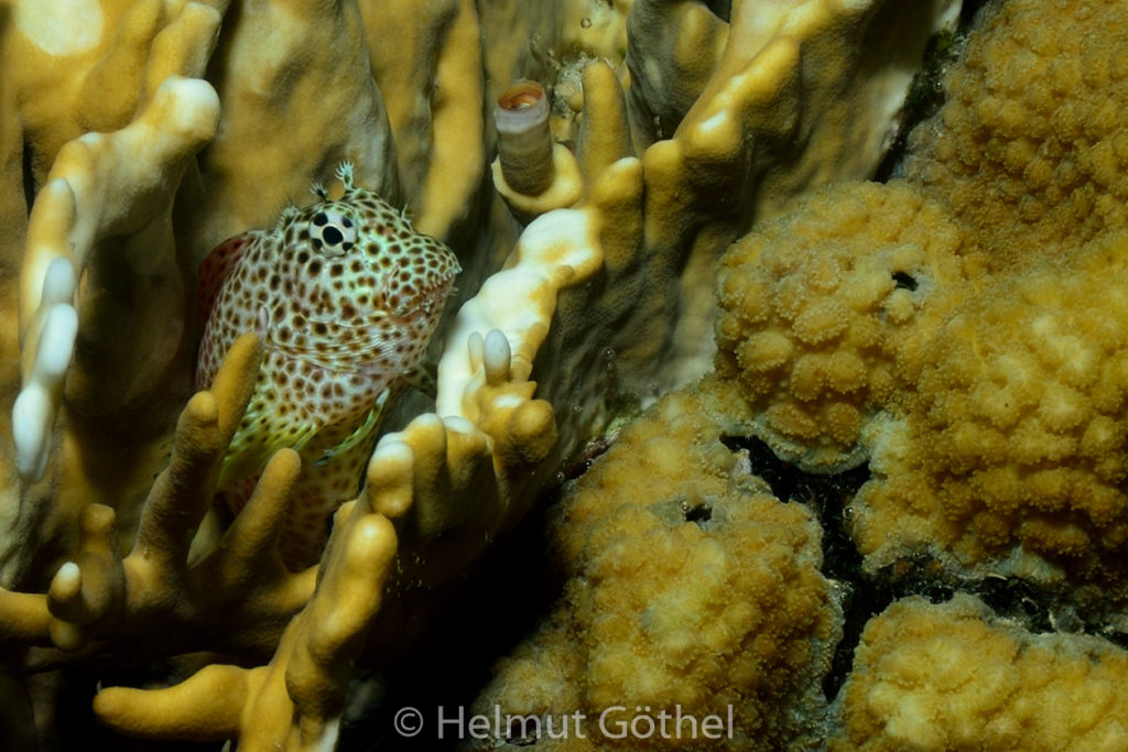 Exallias brevis, Leopard-Kammzähner, RMCoBeHaRiBusü_2014-06-28, nachmSchn, DSC_5777 datz.jpg