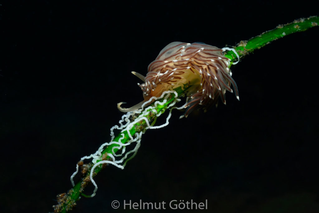 Facelina bostoniensis, Drummonds Fadenschnecke mit Gelege, OstseeEck_2013-08-05, DSC_47857.jpg