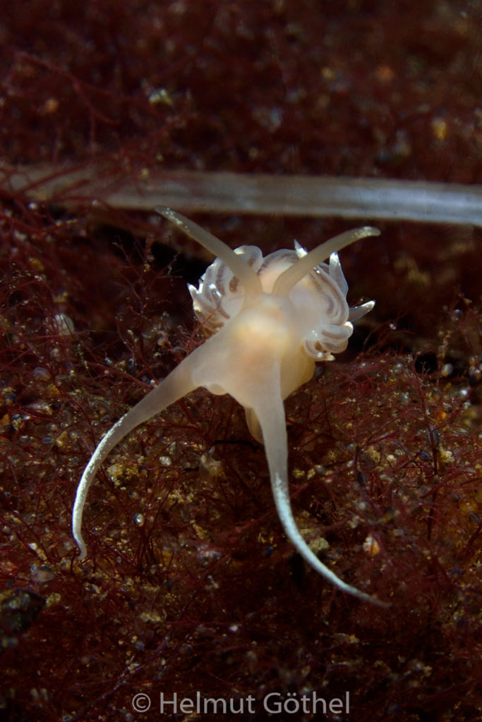 Facelina bostoniensis, Drummonds Fadenschnecke, OstseeEck_2013-08-05, DSC_4790.jpg