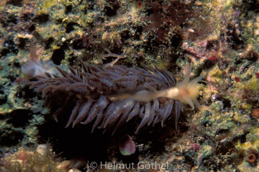 Fiona pinnata, Entenmuschel-Fadenschnecke, 04, MiIbSaMiHerSäu_2001-08.jpg