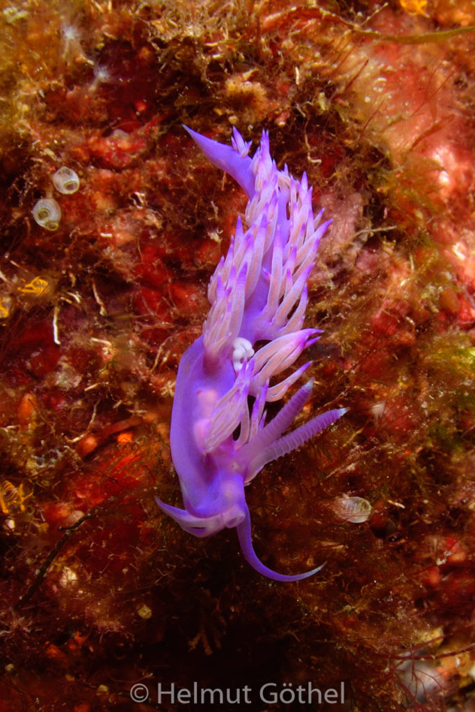 Flabellina affinis, Violette Fadenschnecke, MiEsTaFudeAiXe_2016-09-04, DSC_1220.jpg