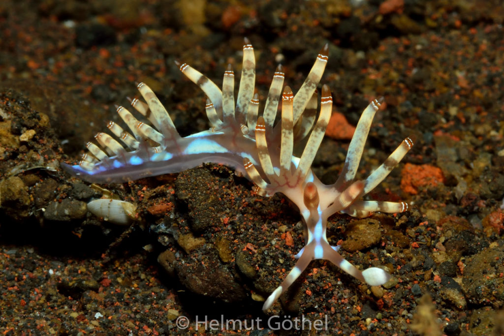 Flabellina belas, Doppelring-Fadenschnecke, BaTuMe1_2017-09-03, UWB_5244.jpg