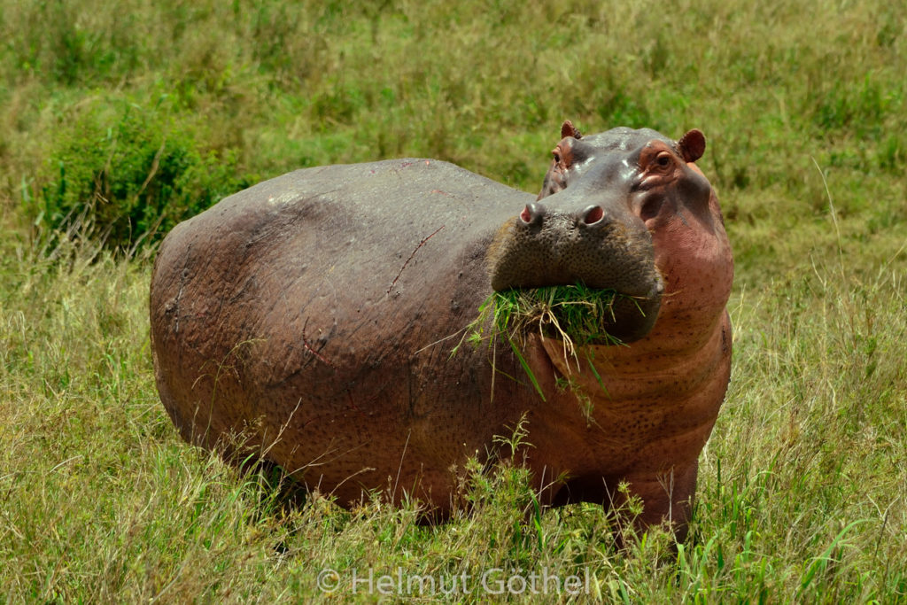 Flusspferd, Hippopotamus amphibius, TanSer_2017-02-28, TEL_5222.jpg
