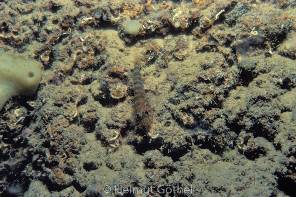 Gammogobius steinitzi, Höhlengrundel, 02, MiIbMuGrHö1986-09.jpg