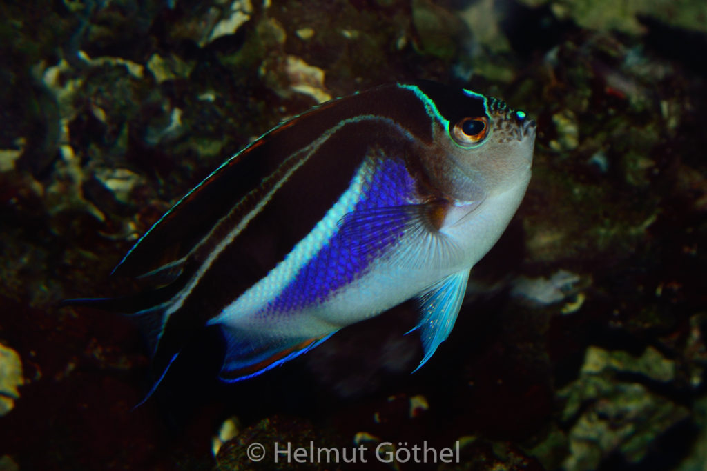 Geniacanthus bellus, Pracht-Lyrakaiserfisch, Männchen, ZoAqBer_2014-11-19, DSC_6803.jpg