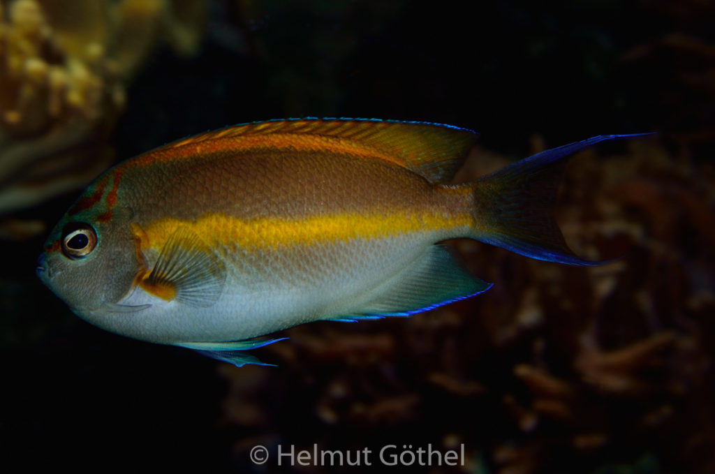 Geniacanthus bellus, Pracht-Lyrakaiserfisch, Weibchen, ZoAqBer_2012-11-02, DSC_2221.jpg