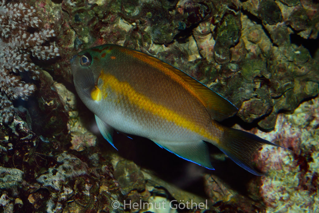 Geniacanthus bellus, Pracht-Lyrakaiserfisch, Weibchen, ZoAqBer_2014-11-19, DSC_6808.jpg