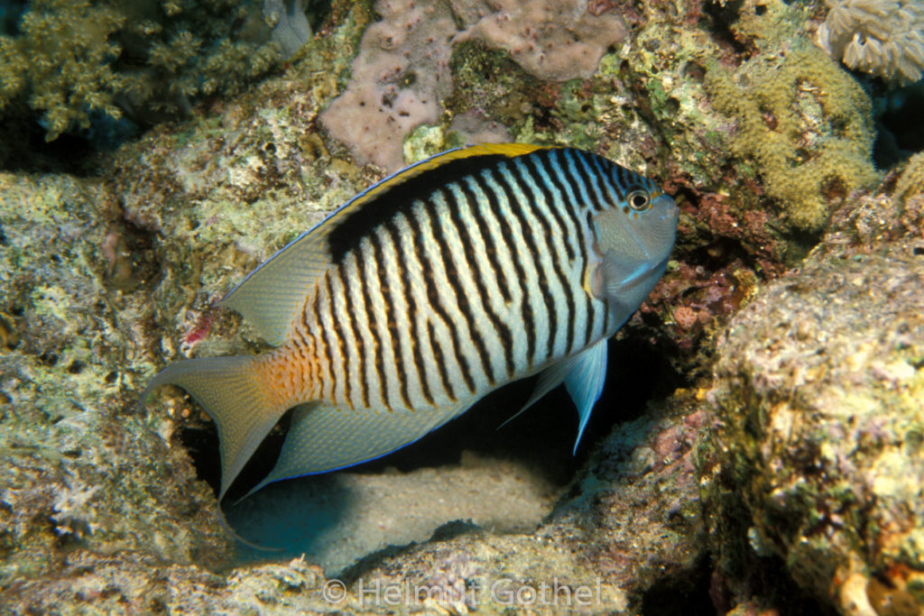Geniacanthus caudovittatus, Rotmeer-Lyrakaiserfisch, 015, RMHu_1990-03.jpg