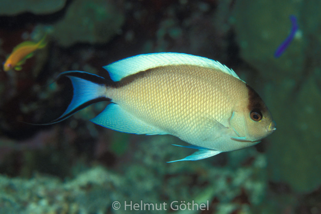 Geniacanthus caudovittatus, Rotmeer-Lyrakaiserfisch, 016, RMSaPaRe_1992-04.jpg