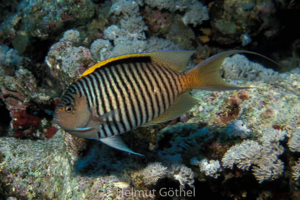 Geniacanthus caudovittatus, Rotmeer-Lyrakaiserfisch, Männchen, 038, RMHu_1990-03.jpg