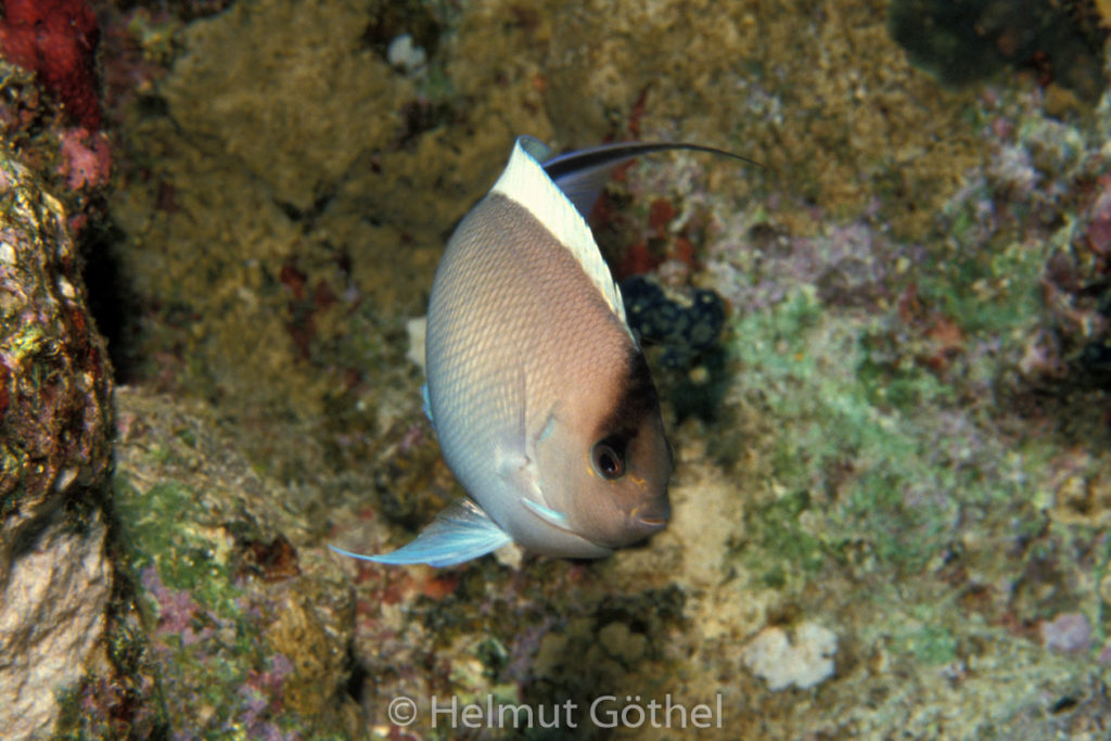Geniacanthus caudovittatus, Rotmeer-Lyrakaiserfisch, Webchen, 037, RMHu_1990-03.jpg