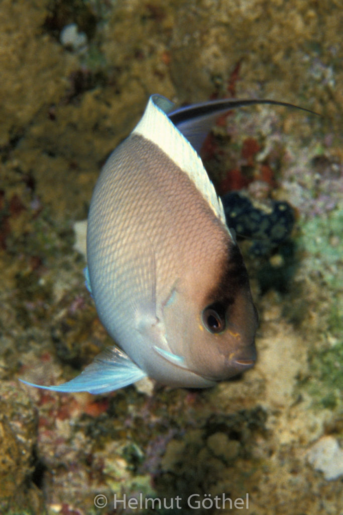 Geniacanthus caudovittatus, Rotmeer-Lyrakaiserfisch, Webchen, 037, RMHu_1990-03 hoch.jpg