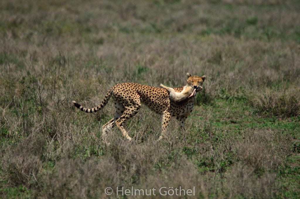 Gepard 01, Weibchen, mit Beute Eselshase, TanNdu_2017-02-26, TEL_4109.jpg