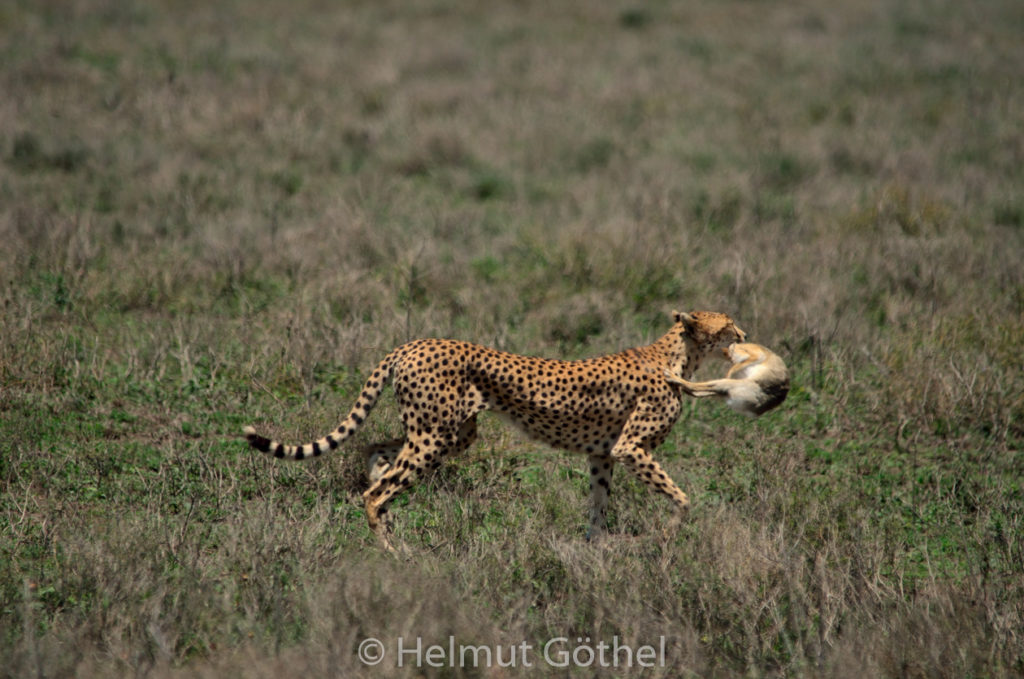 Gepard 02, Weibchen, mit Beute Eselshase, TanNdu_2017-02-26, TEL_4116.jpg