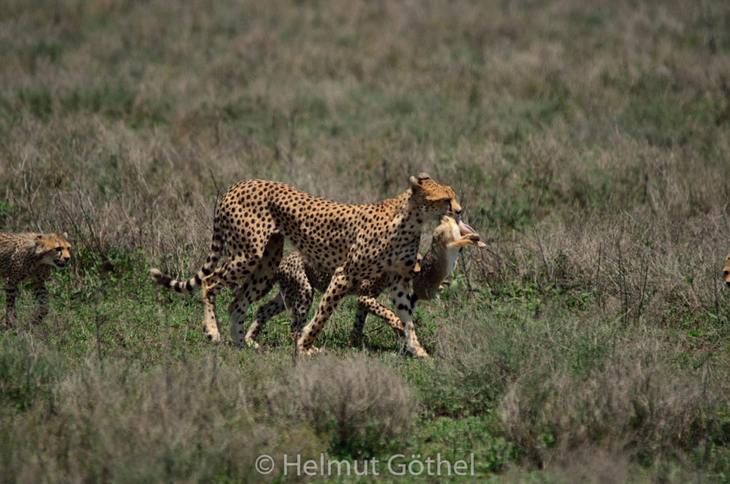 Gepard, Weibchen + Jungtiere, mit Beute Eselshase, TanNdu_2017-02-26, TEL_4128.jpg