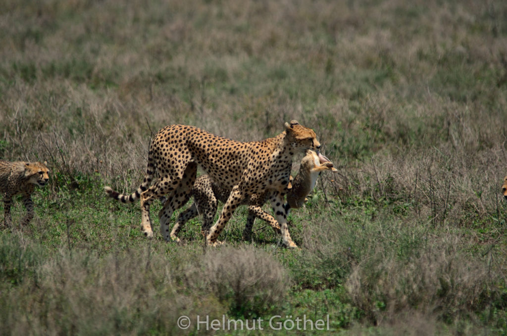 Gepard, Weibchen + Jungtiere, mit Beute Eselshase, TanNdu_2017-02-26, TEL_4128.jpg