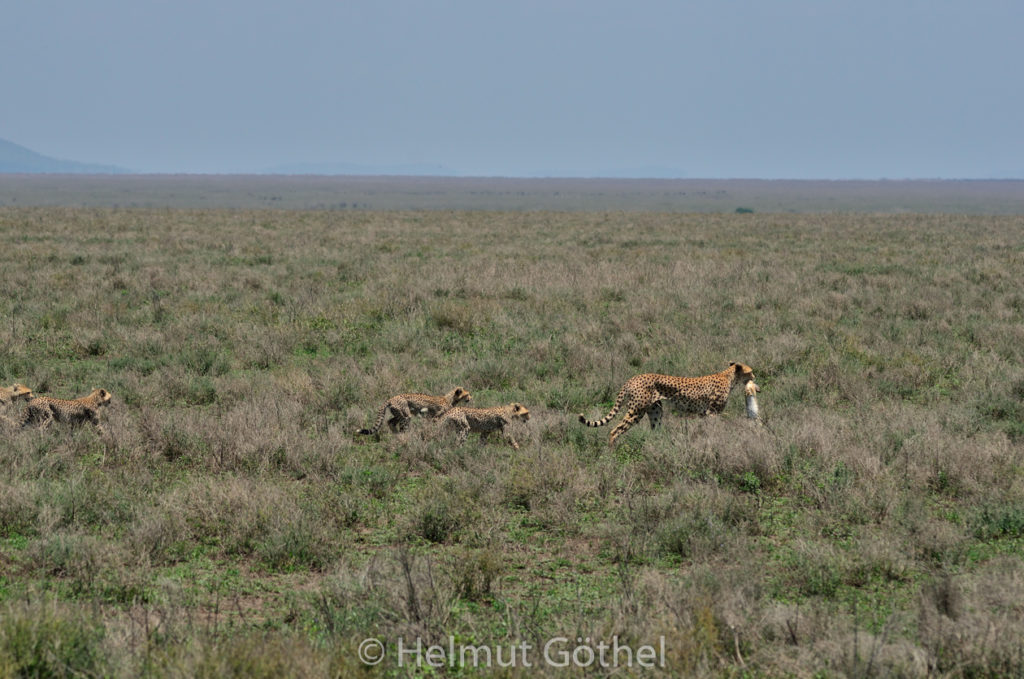 Gepard, Weibchen + Jungtiere, mit Beute Eselshase, TanNdu_2017-02-26, TEL_4140.jpg