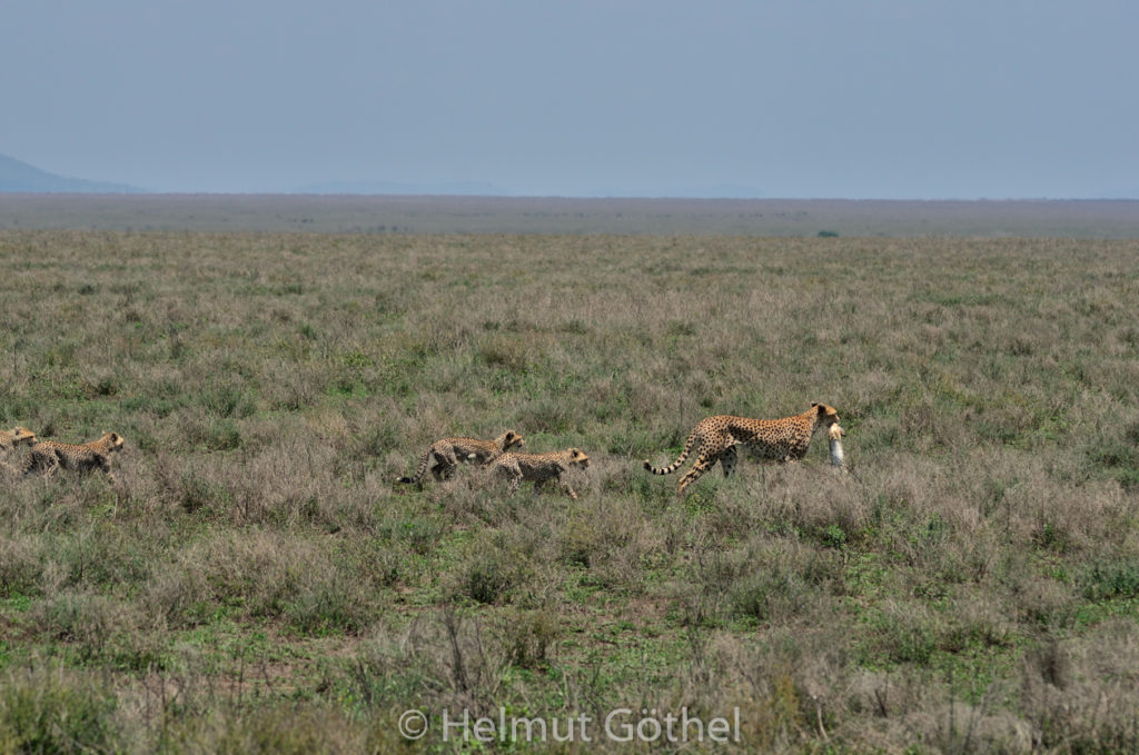 Gepard, Weibchen + Jungtiere, mit Beute Eselshase, TanNdu_2017-02-26, TEL_4140.jpg