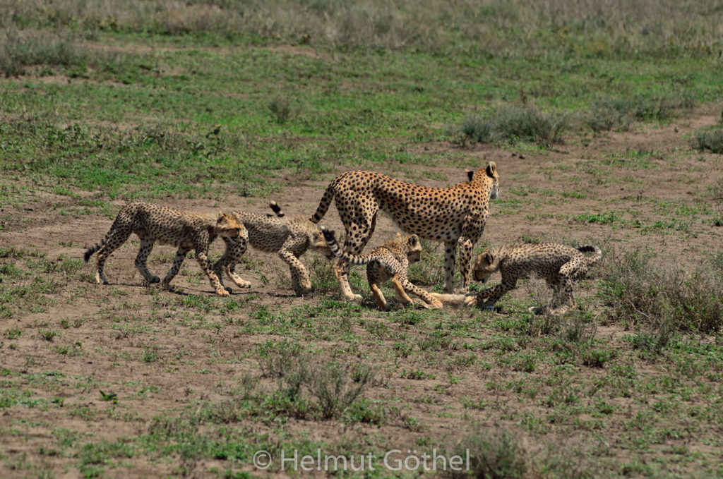 Gepard, Weibchen + Jungtiere, mit Beute Eselshase, TanNdu_2017-02-26, TEL_4155.jpg