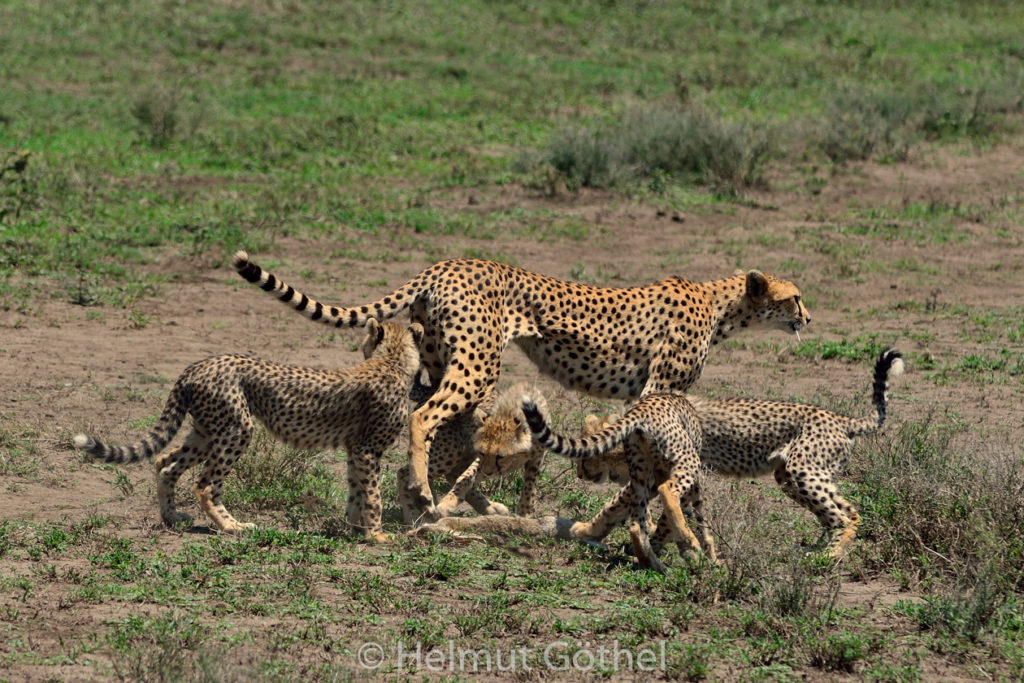Gepard, Weibchen + Jungtiere, mit Beute Eselshase, TanNdu_2017-02-26, TEL_4157-A.jpg