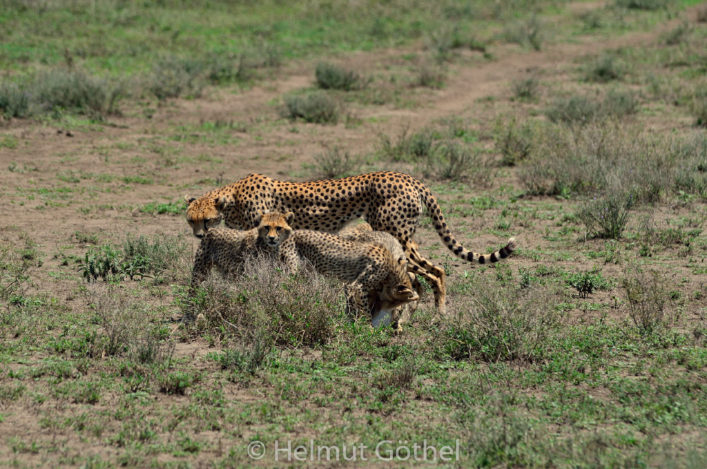 Gepard, Weibchen + Jungtiere, mit Beute Eselshase, TanNdu_2017-02-26, TEL_4172.jpg
