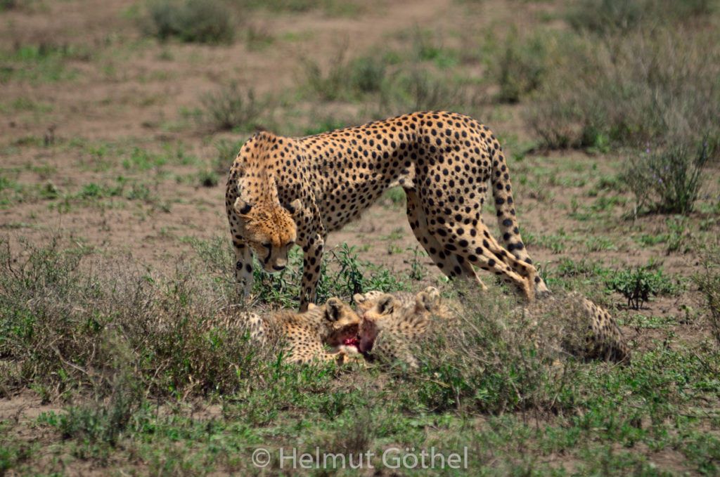 Gepard, Weibchen + Jungtiere, mit Beute Eselshase, TanNdu_2017-02-26, TEL_4200.jpg