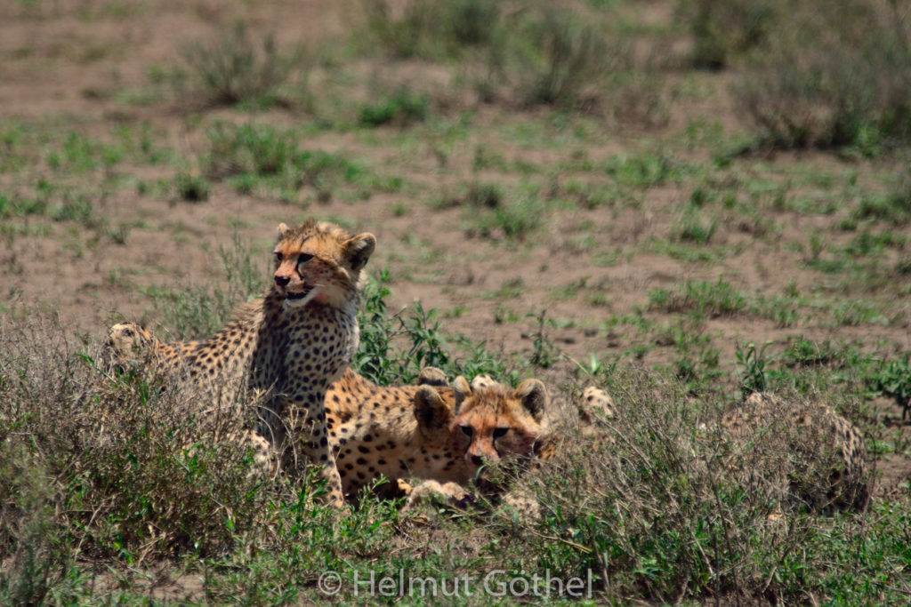 Gepard, Weibchen + Jungtiere, mit Beute Eselshase, TanNdu_2017-02-26, TEL_4219-A.jpg