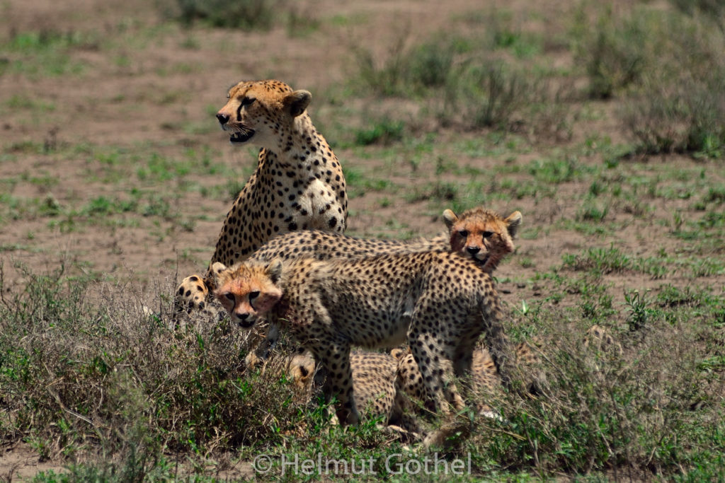 Gepard, Weibchen + Jungtiere, mit Beute Eselshase, TanNdu_2017-02-26, TEL_4236-A.jpg
