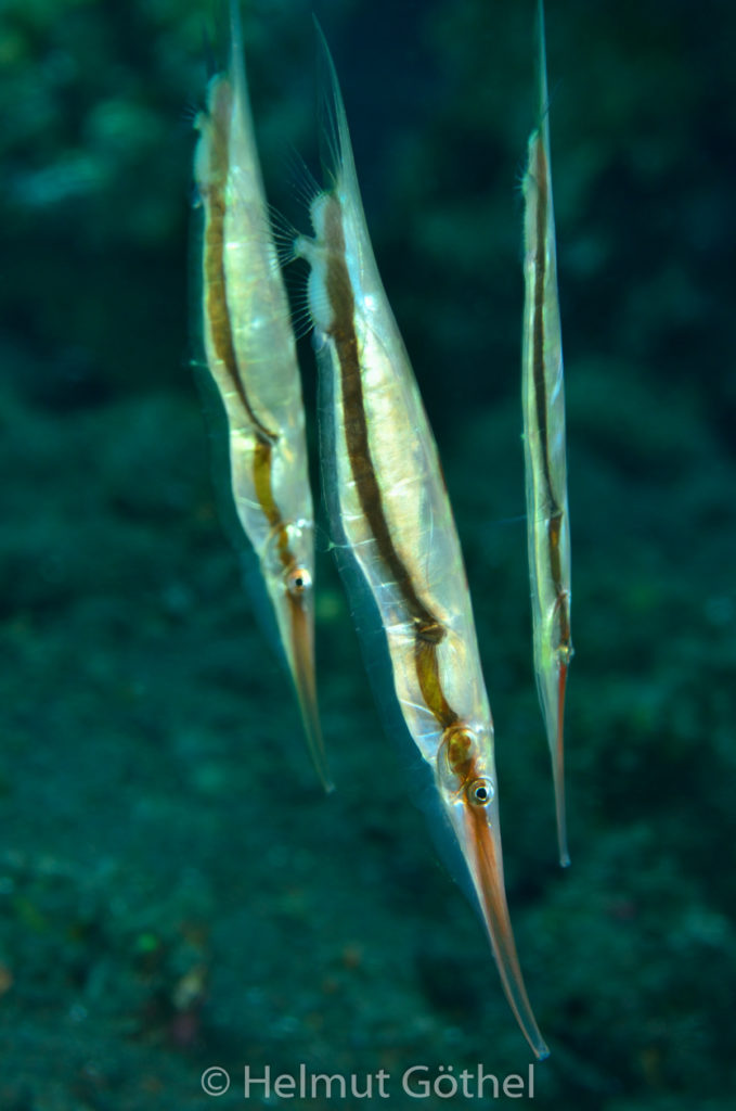 Gestreifter Schnepfenmesserfisch, Aeoliscus strigatus, BaTuSeSe_2017-09-04, UWB_5658.jpg