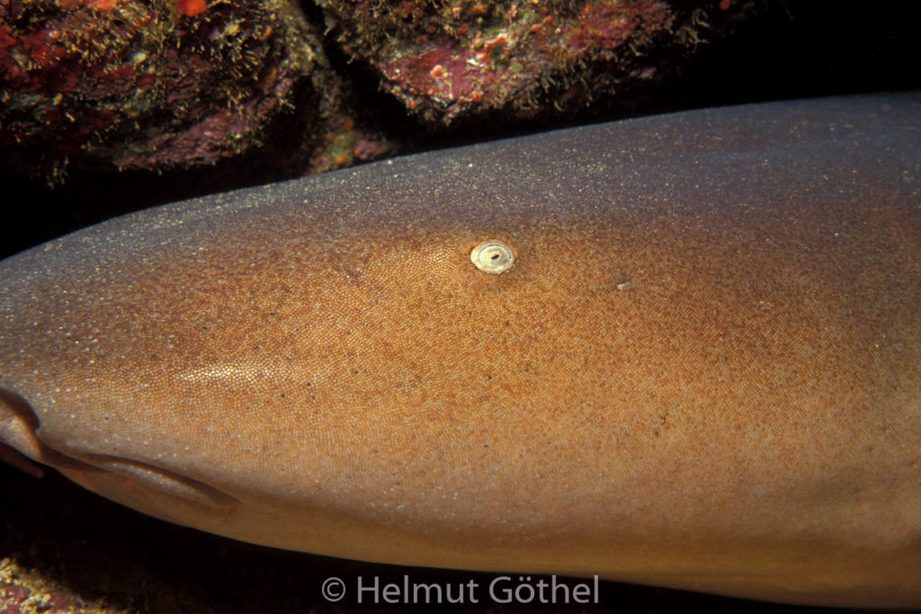 Ginglyostoma cirratum, Atlantischer Ammenhai, 007, AtKaVeBr_1991-12.jpg