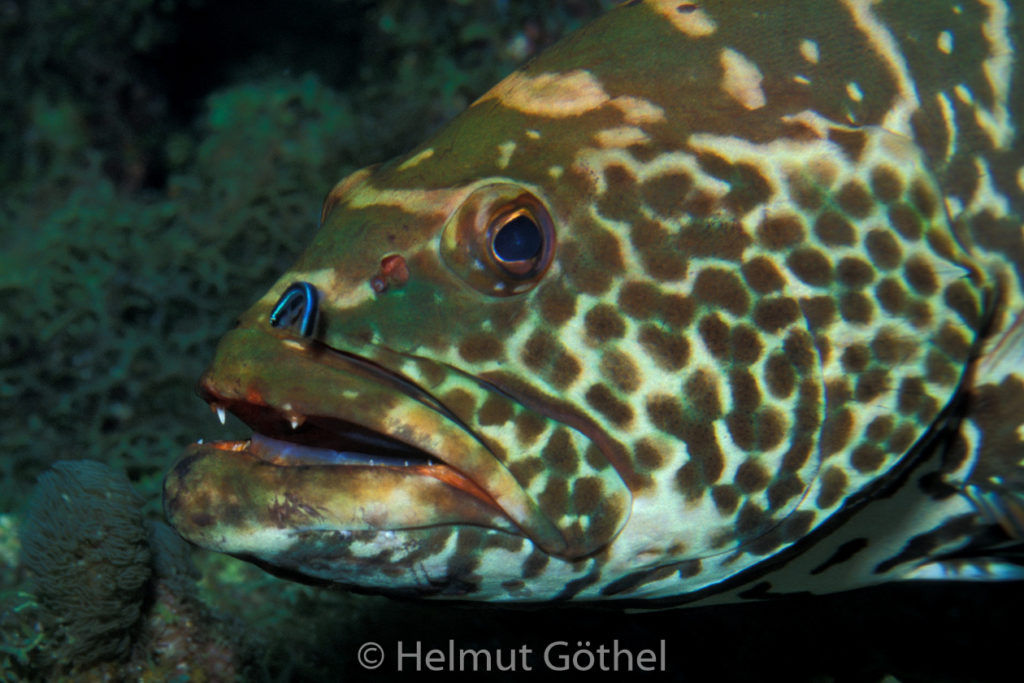 Gobiosoma oceanops, Neon-Putzergrundel, Mycteroperca tigris, Tiger-Zackenbarsch, 001, KarRoaHointhWa_2001-07.jpg