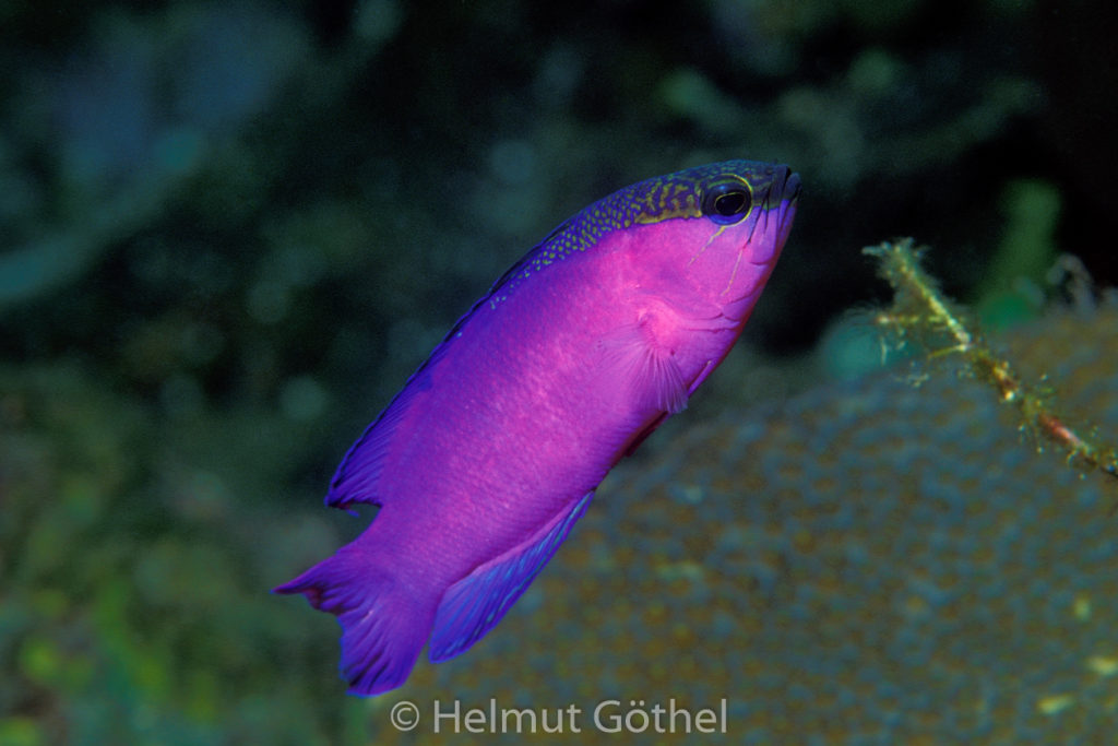 Gramma melacara, Baskenmützen-Feenbarsch, 008, KarRoaHointhWa_2001-07.jpg