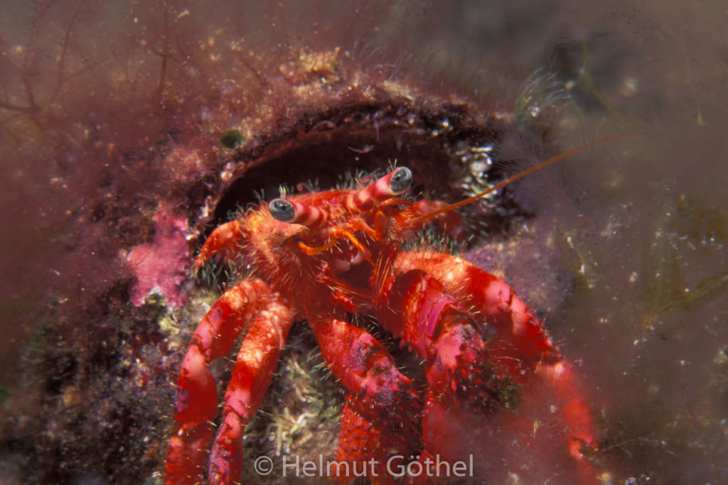 Großer Roter Einsiedler, Dardanus calidus, Larven, 02, MiIbSMMu, nacht, 2001-07.jpg