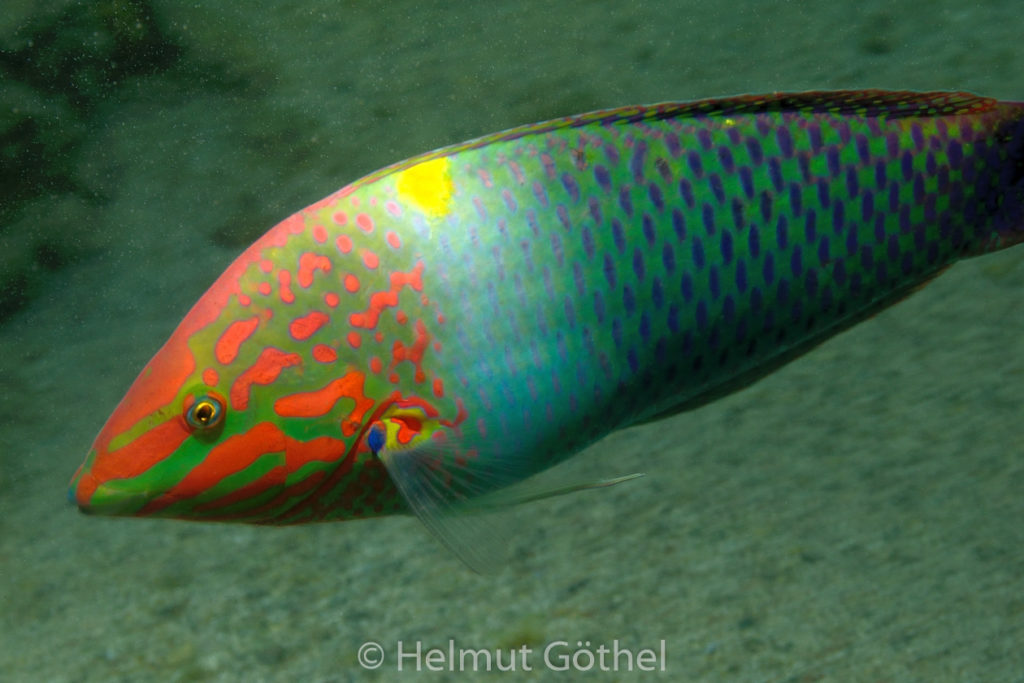 Halichoeres hortulans, Schachbrett-Lippfisch, RMUBHaRiSchn_2012-08-16, DSC_0403.jpg