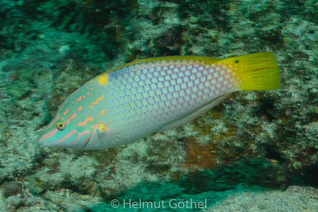 Halichoeres hortulans, Schachbrett-Lippfisch, RMUBHaRisü_2012-08-16, DSC_0338.jpg