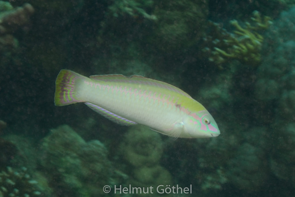 Halichoeres scapilaris, Zickzack-Lippfisch, RMUBHaRino-2012-08-17, DSC_0487.jpg