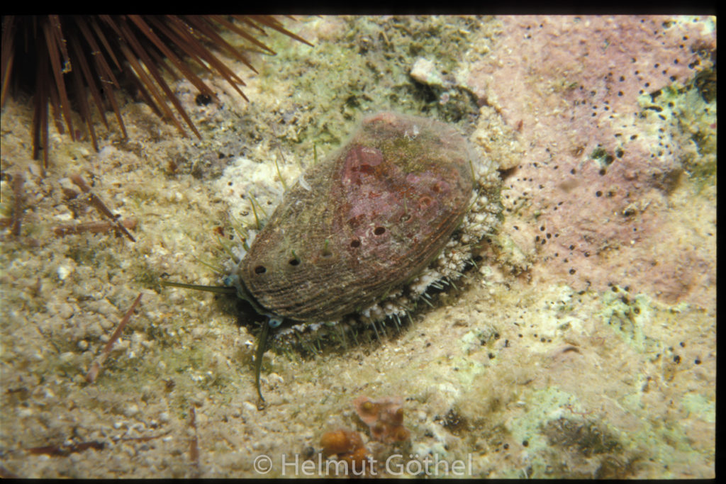 Haliotis lamellosa, Seeohr, 004, MiIbSMMu1987-08.jpg
