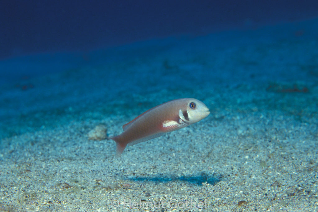 Hemipteronotus martinicensis, Rosen-Schermesserfisch, 003, KarBeq_1991-10.jpg