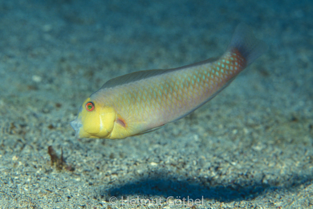Hemipteronotus martinicensis, Rosen-Schermesserfisch, 005, KarBeq_1991-10.jpg