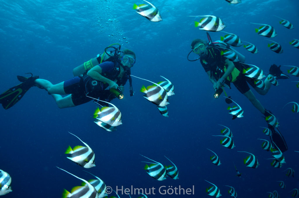 Heniochus diphreutes, Schwarm-Wimpelfisch, Silvia, Annika, MalEmbHaRi78_2015-09-25, DSC_9784.jpg