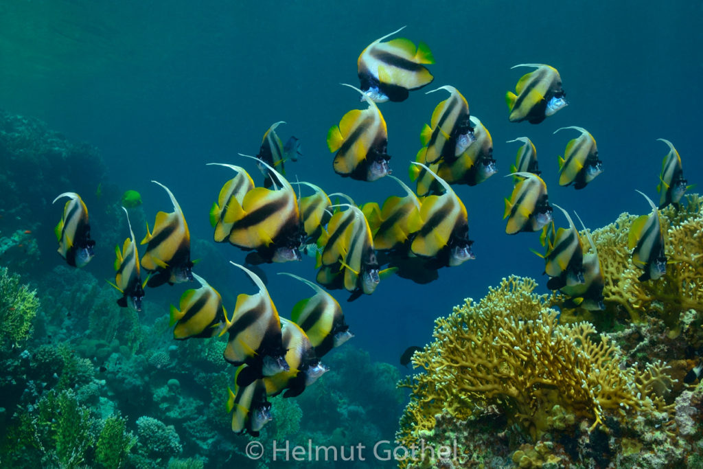 Heniochus intermedius, Rotmeer-Wimpelfisch, RMCoMaShurno vorm, 2014-07-07, DSC_6887.jpg