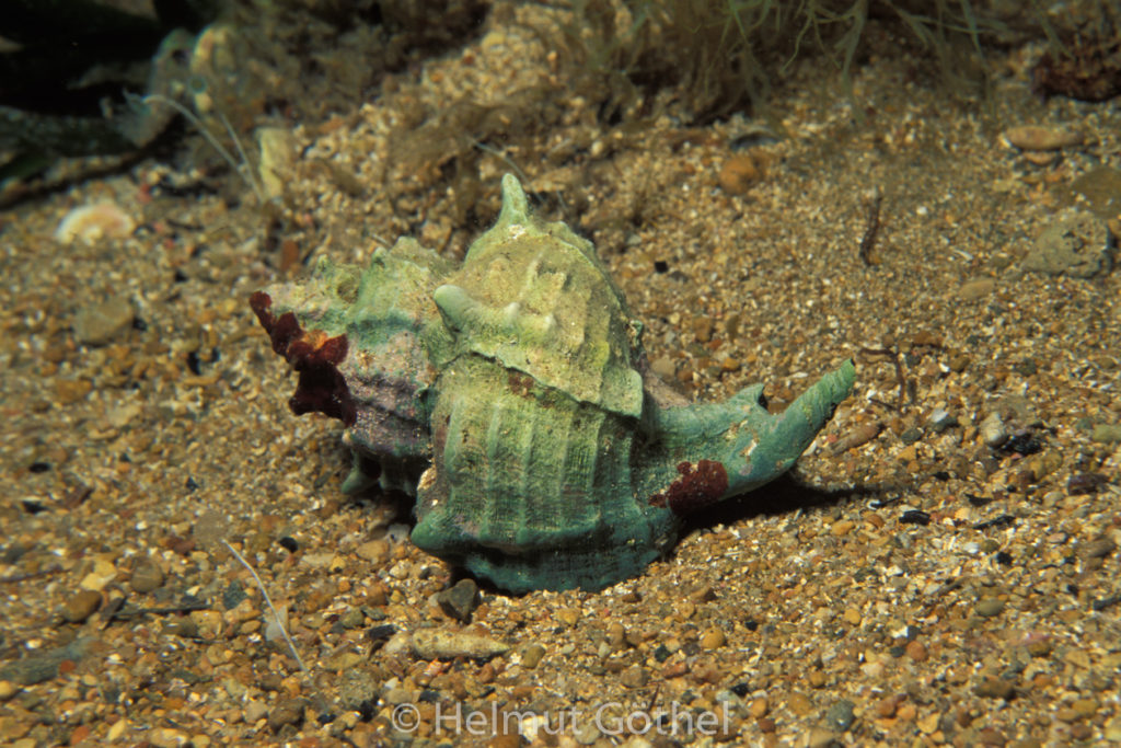 Hexaplex trunculus, Purpurschnecke, 002, MiKrSa_1990-05.jpg