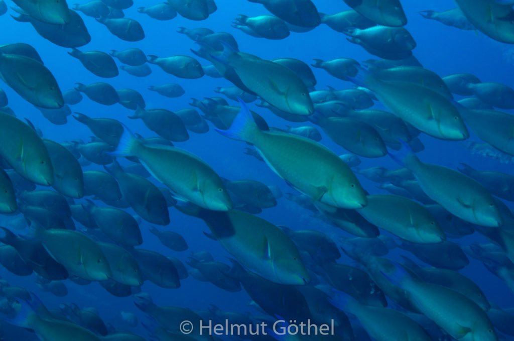 Hipposcarus harid, Indischer Langnasen-Papageifisch, RMCoBeHaRisü_2014-06-27, nachm, DSC_5688.jpg