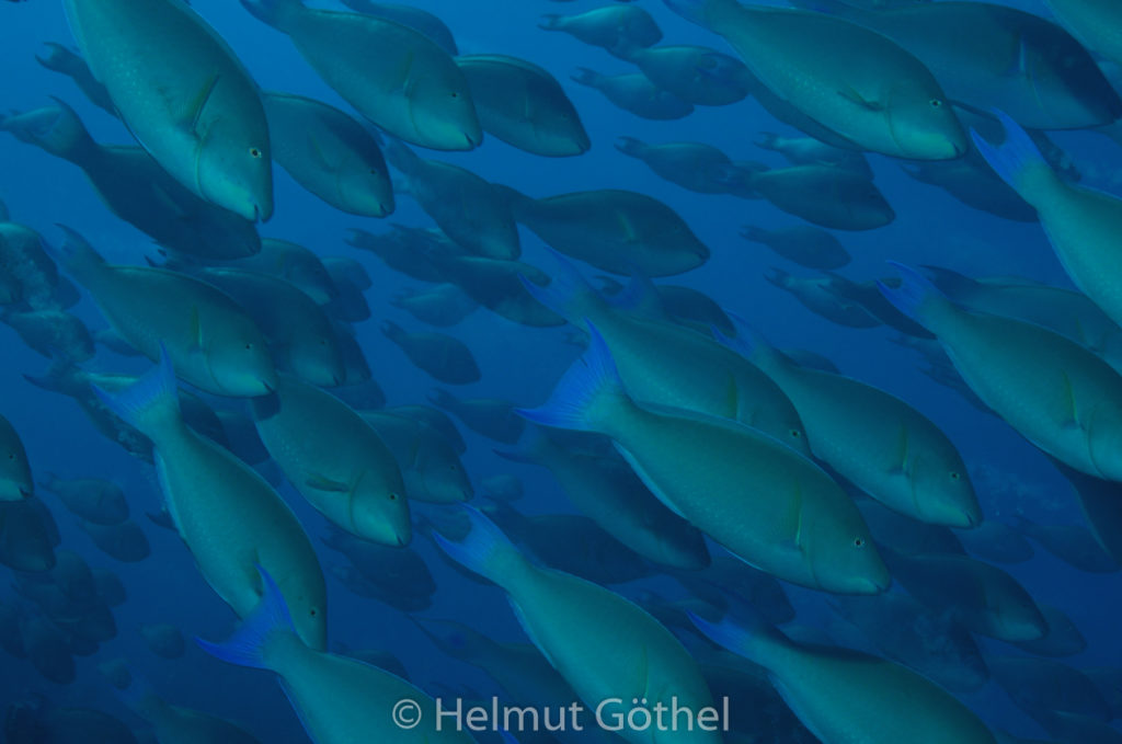 Hipposcarus harid, Indischer Langnasen-Papageifisch, RMCoBeHaRisü_2014-06-27, nachm, DSC_5689.jpg