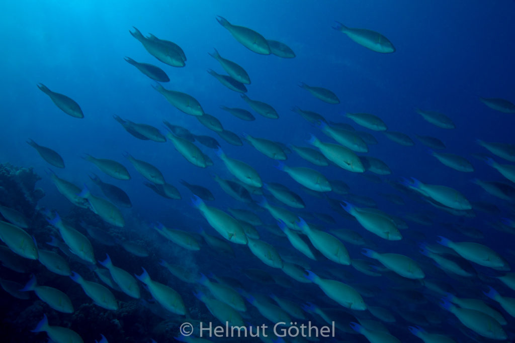 Hipposcarus harid, Indischer Langnasen-Papageifisch, RMCoBeHaRisü_2014-06-27, nachm, DSC_5690.jpg