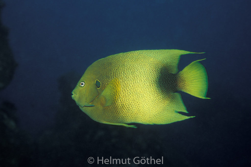 Holacanthus africanus, Westafrikanischer Kaiserfisch, 001, AtKaVeFo_1991-12-13 NC.jpg