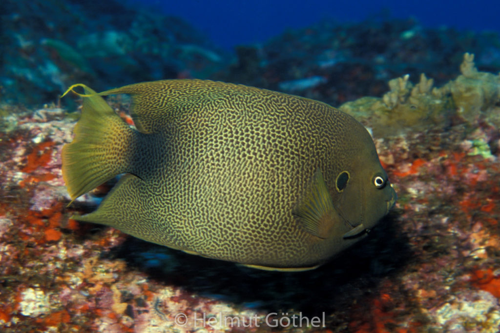 Holacanthus africanus, Westafrikanischer Kaiserfisch, 005, AtKaVeSan_1991-12-08.jpg