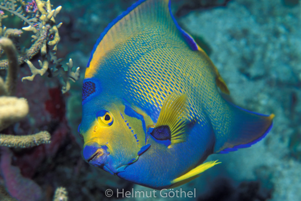 Holacanthus ciliaris, Blaustirn-, Diadem-Kaiserfisch, 014, KarRoaHointhWa_2001-07.jpg