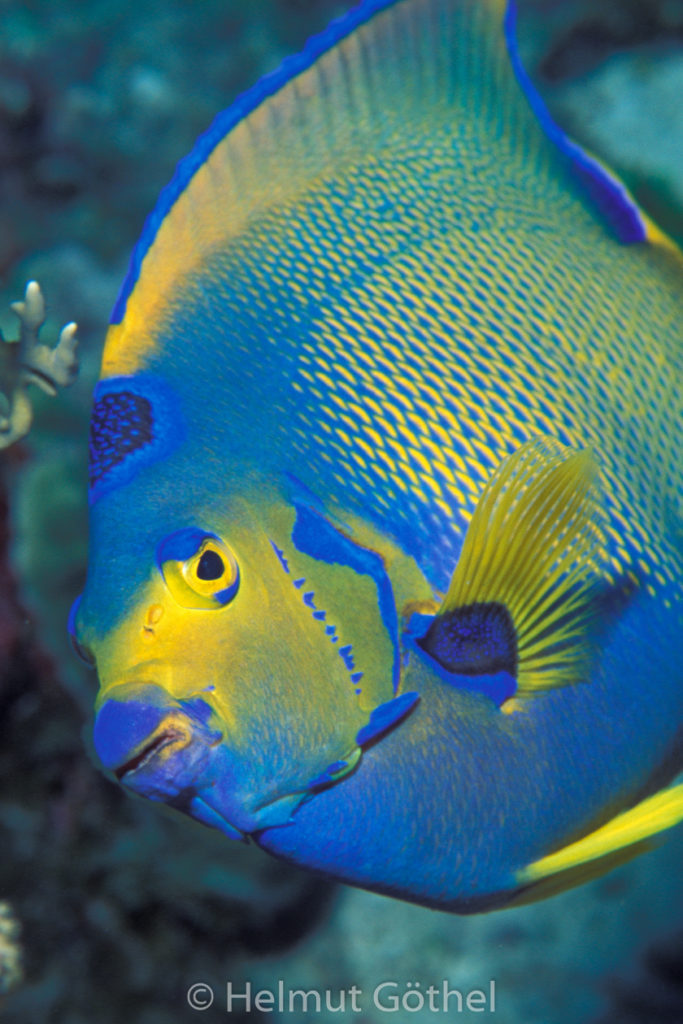 Holacanthus ciliaris, Blaustirn-, Diadem-Kaiserfisch, 014, KarRoaHointhWa_2001-07 hoch.jpg
