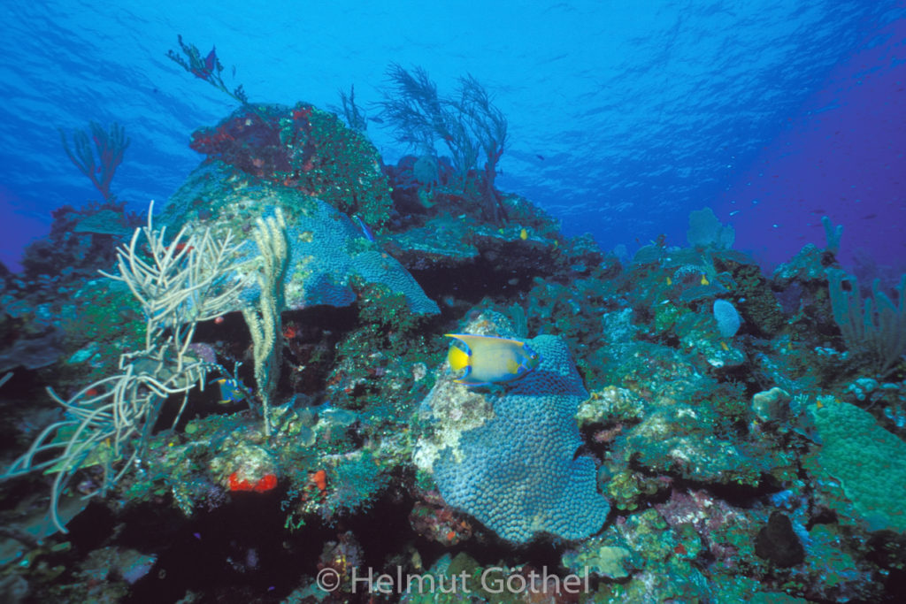 Holacanthus ciliaris, Blaustirn-, Diadem-Kaiserfisch, 028, KarRoa_2001-07.jpg